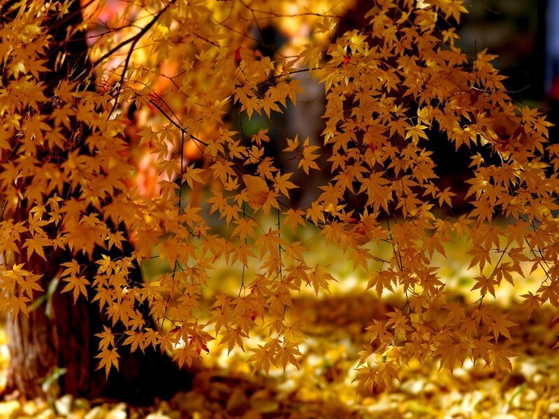 Golden Maple Leaves — Yellow, Serene