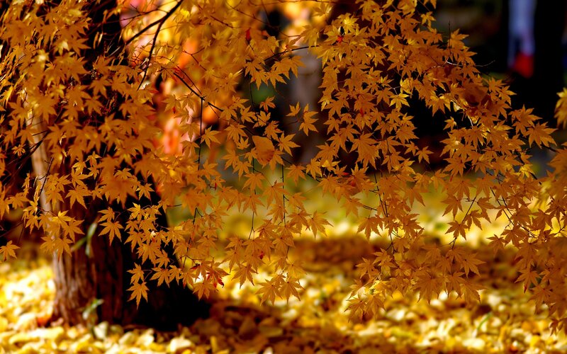 Golden Maple Leaves — Yellow
