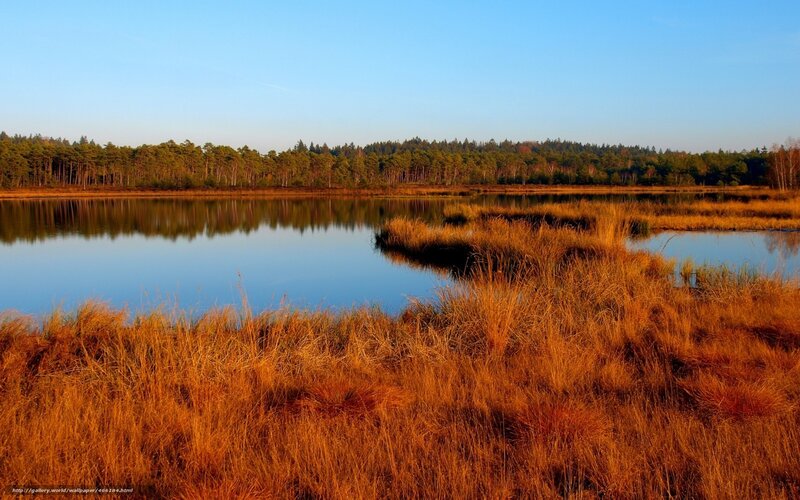 Golden marsh at sunset