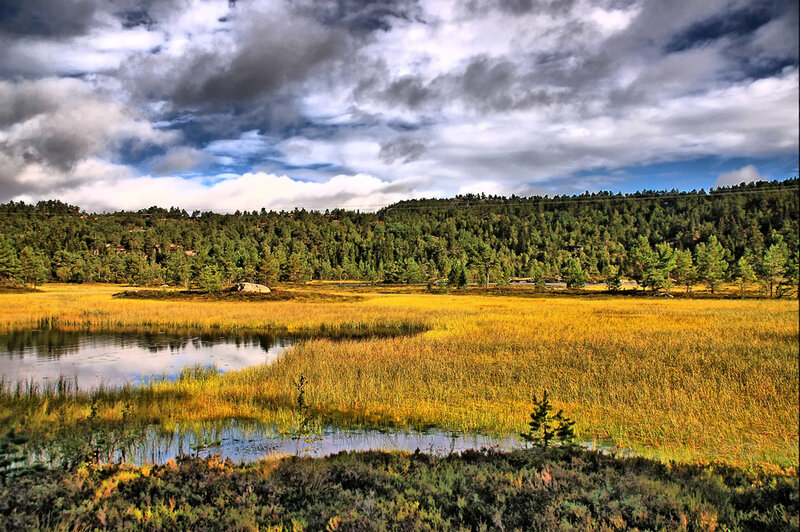 Golden Marsh with Pond