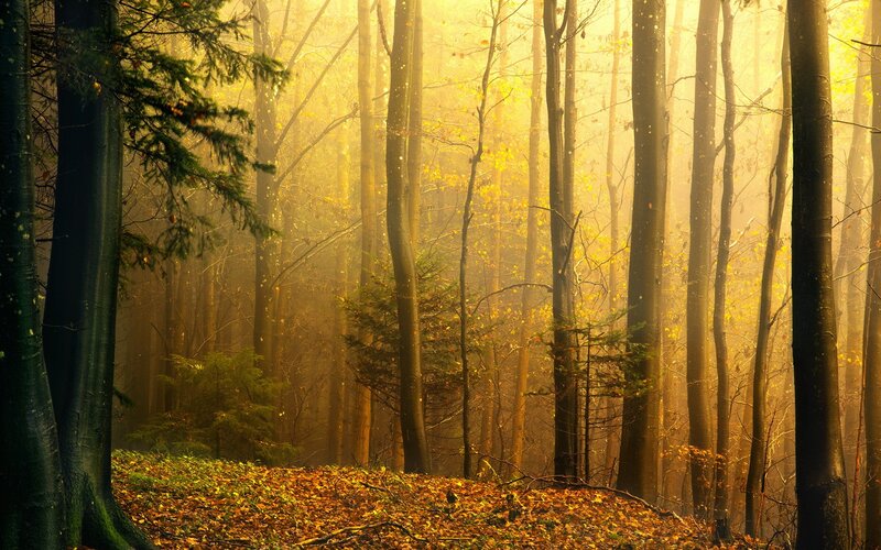 Golden mist in autumn forest