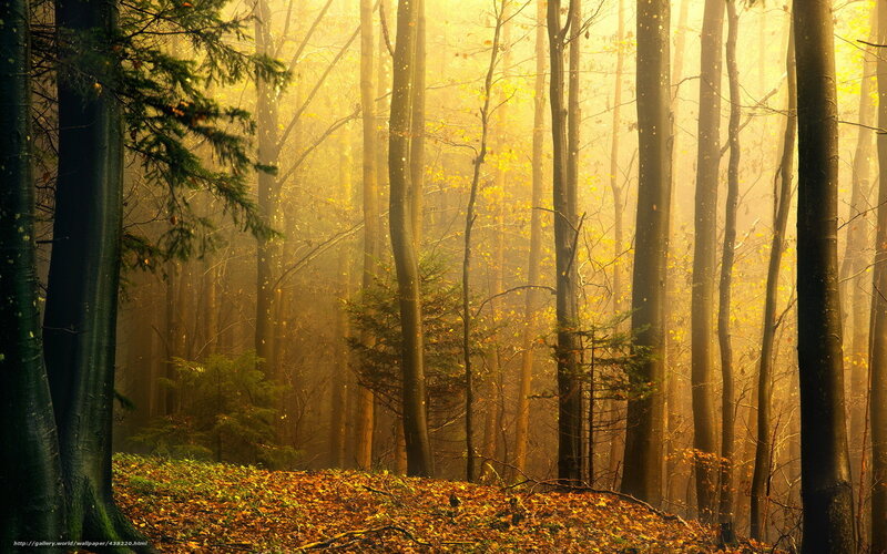 Golden mist in autumn forest