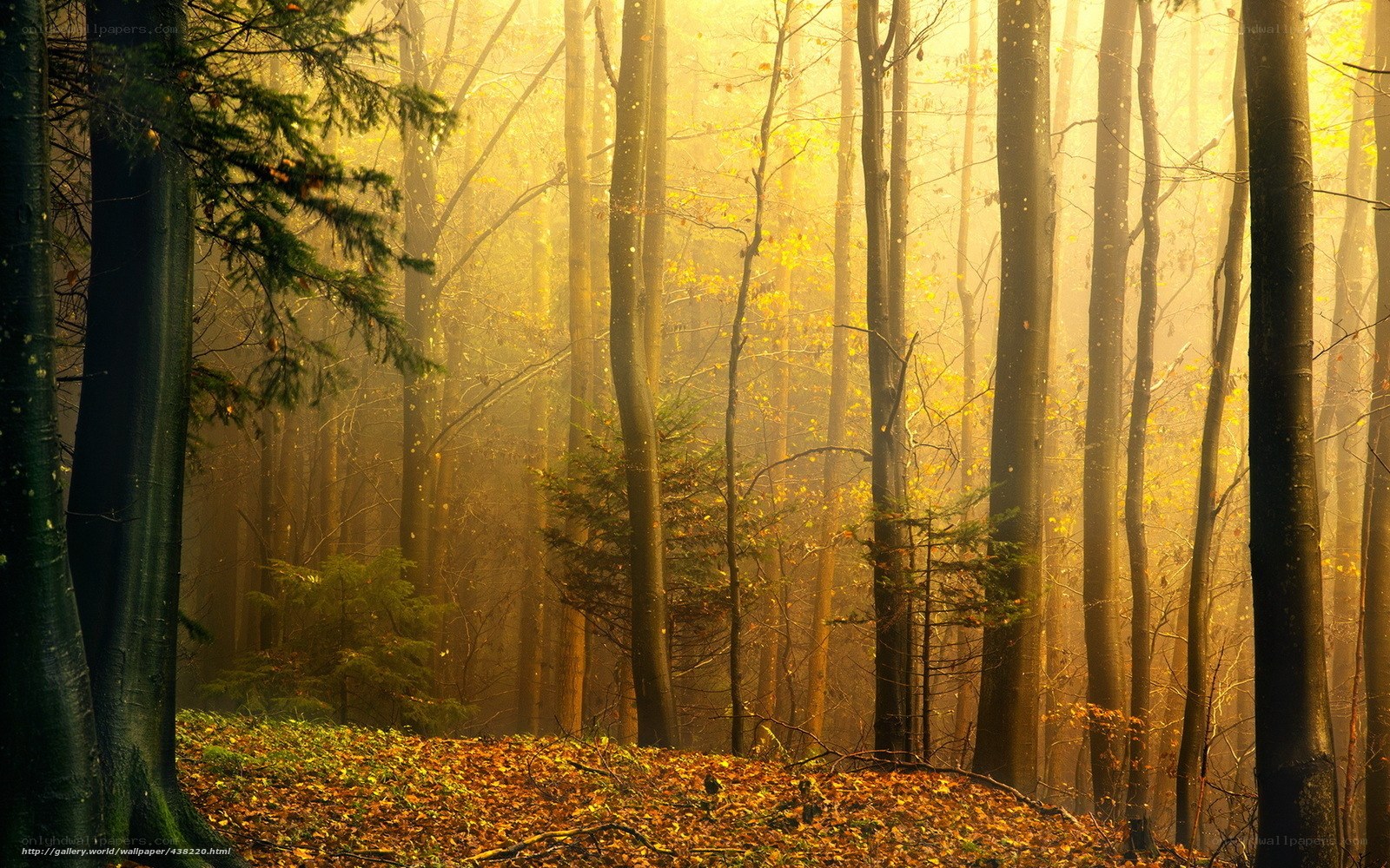 Golden mist in autumn forest