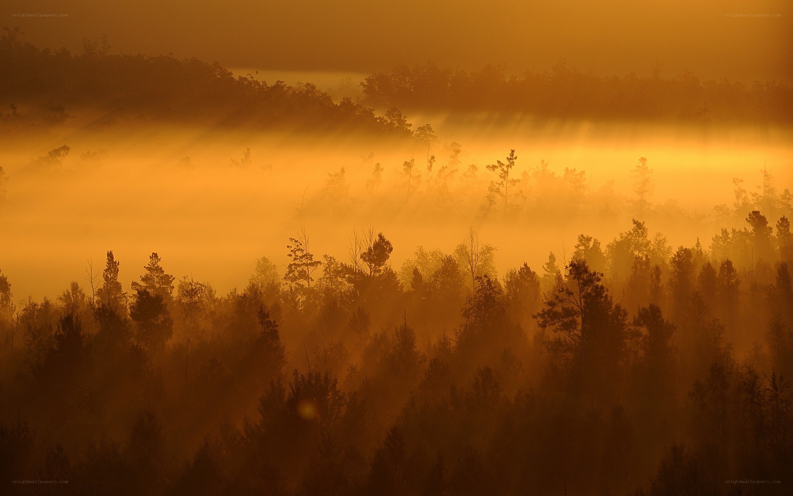 Golden mist over forest