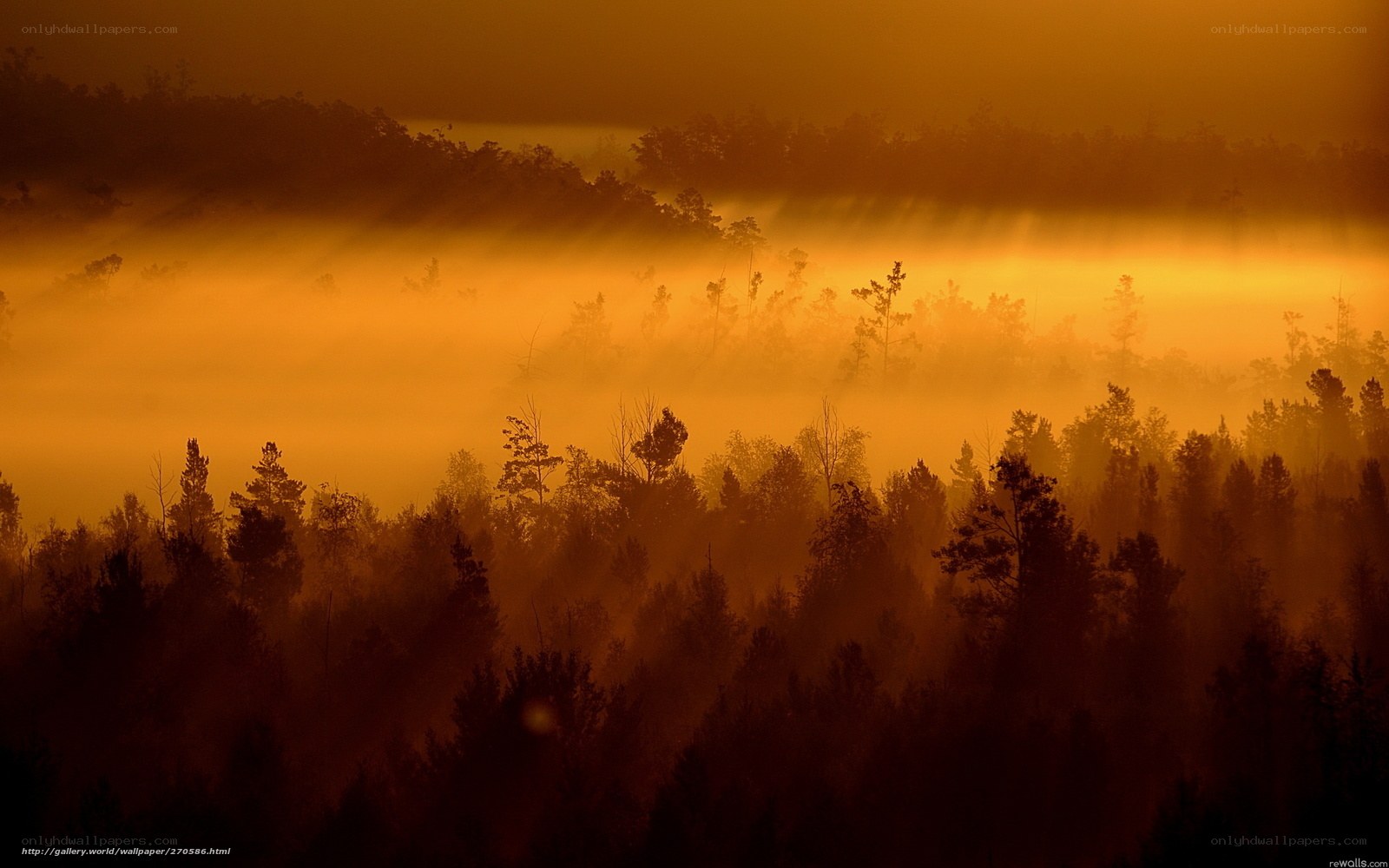 Golden Mist Over Forest