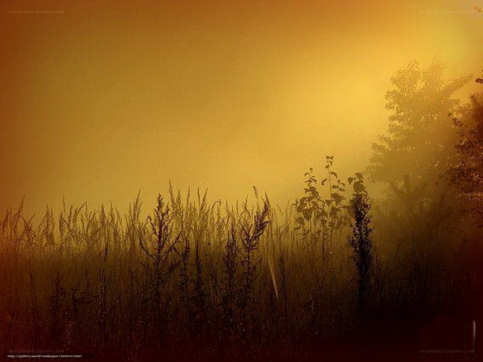 Golden misty field at dawn