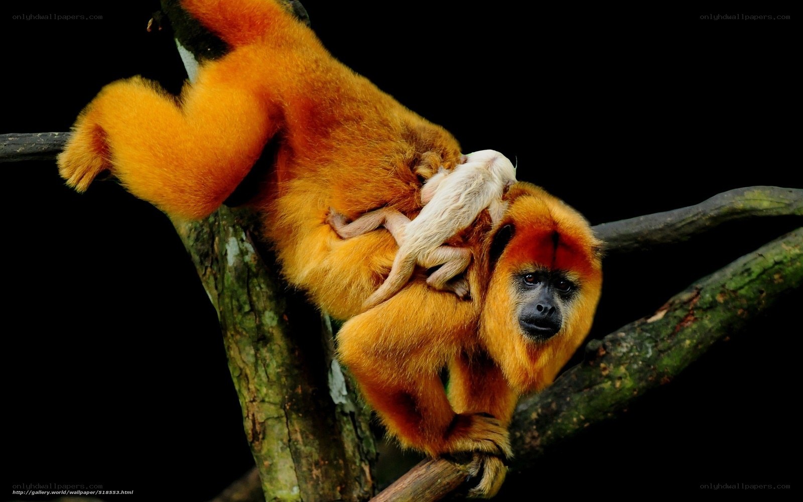 Golden monkey with baby