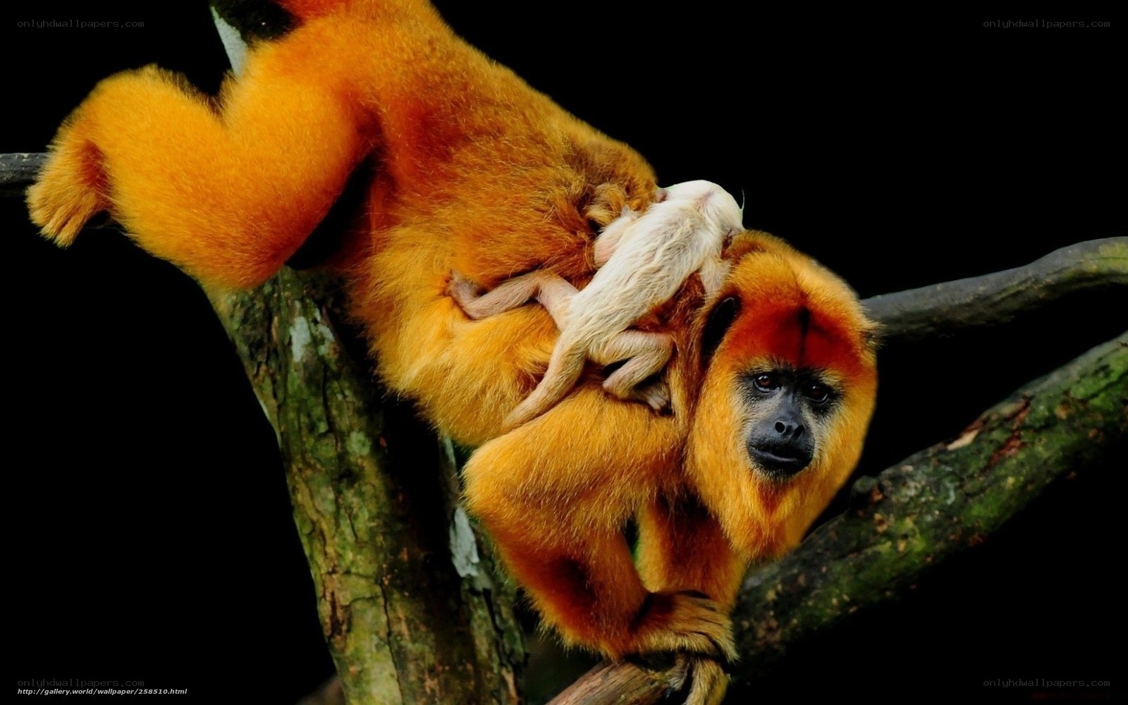 Golden monkey with baby