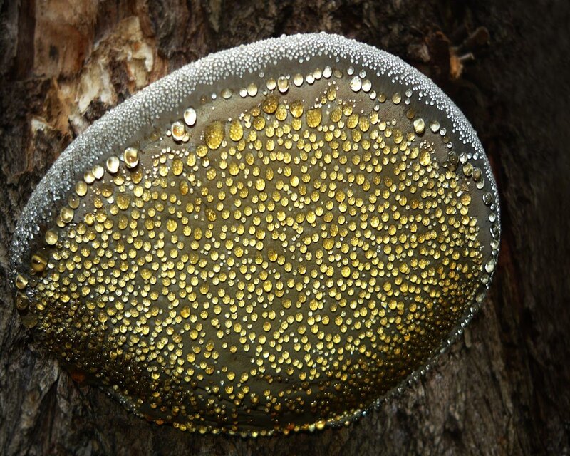 Golden Mushroom on Tree — Gold