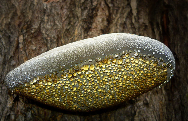 Golden Mushroom on Tree