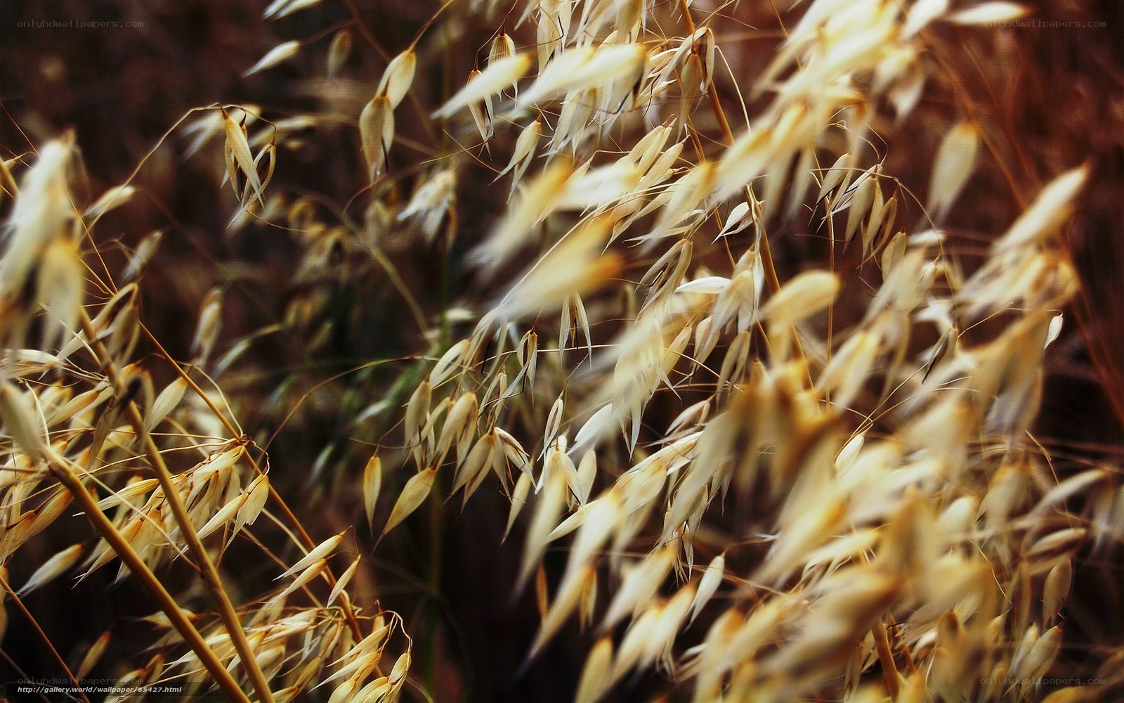 Golden oat stalks in sunlight