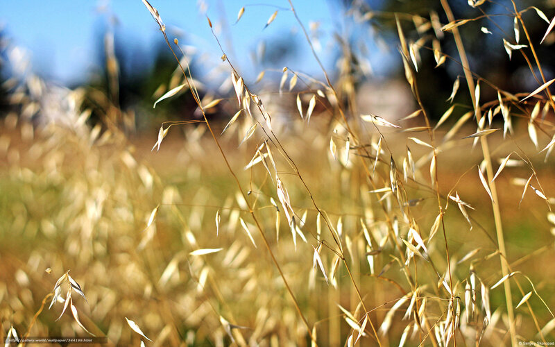 Golden Oat Stalks