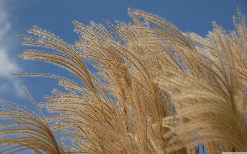 Golden Pampas Grass — Blue