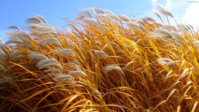 Golden Pampas Grass — Gold, Serene