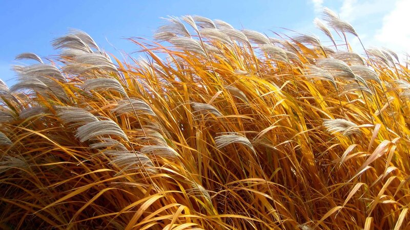 Golden Pampas Grass — Gold