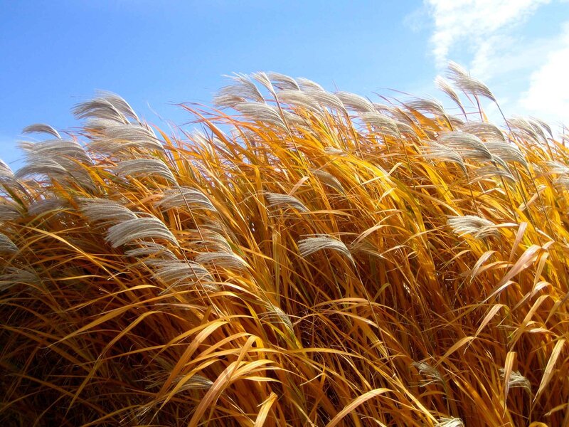 Golden Pampas Grass