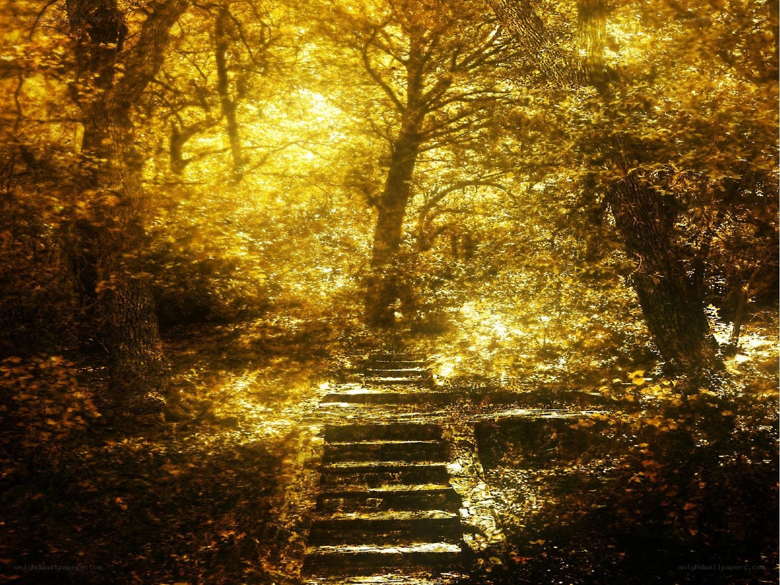 Golden path in autumn forest