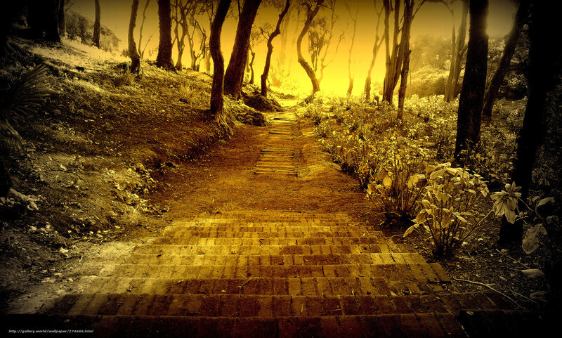 Golden path through forest
