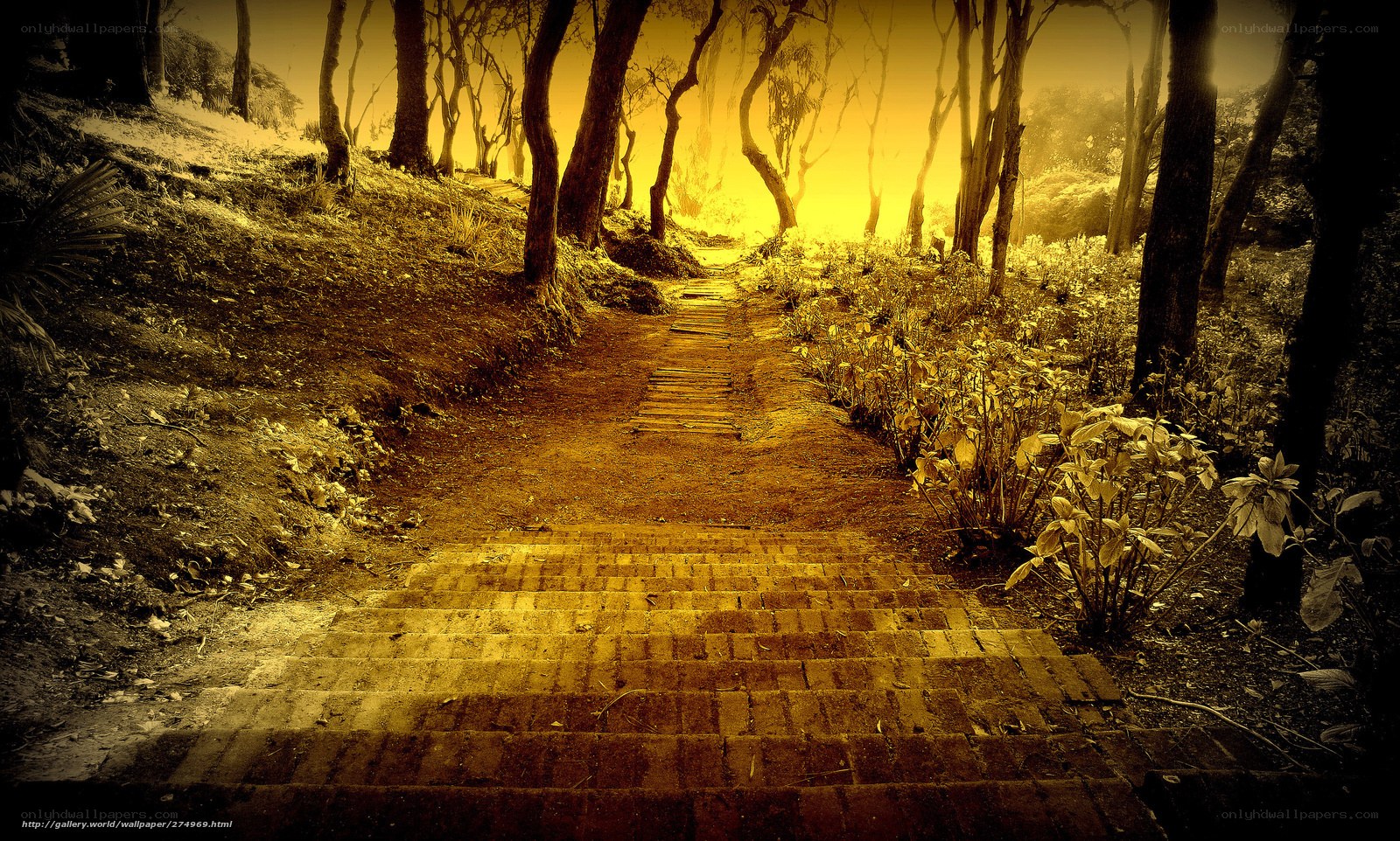 Golden path through forest