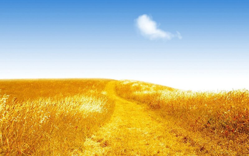 Golden path through wheat field