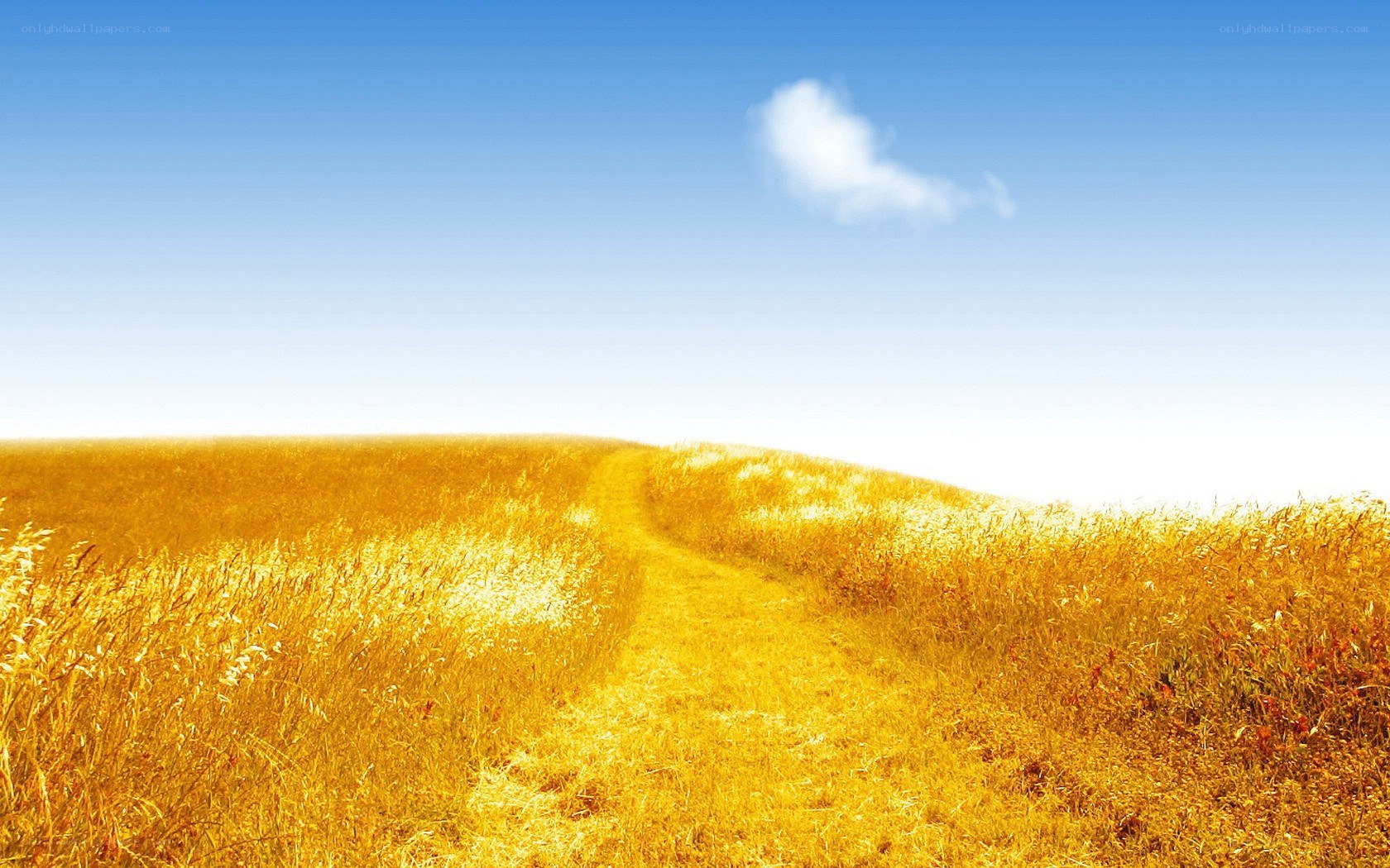 Golden path through wheat field