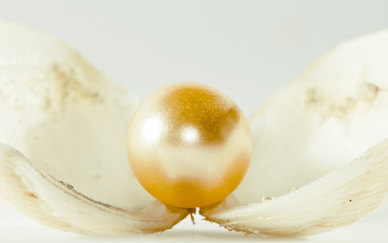 golden pearl in shell