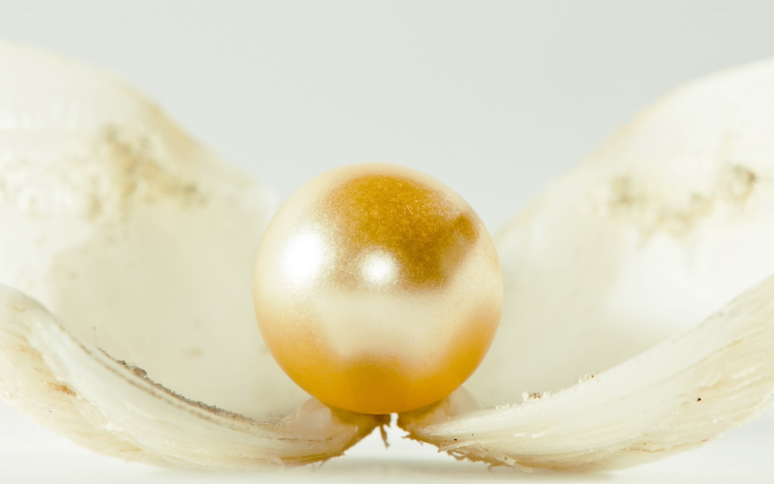 golden pearl in shell
