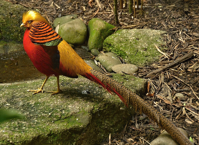 Golden Pheasant Bird — Red, Natural, Afternoon