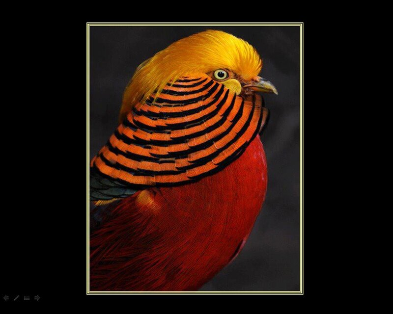 Golden Pheasant Bird — Red