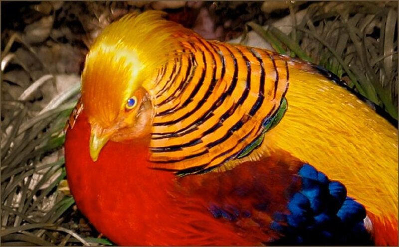 Golden Pheasant Bird — Red, Vibrant