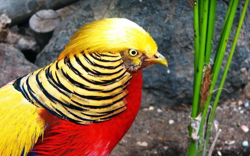 Golden pheasant bird