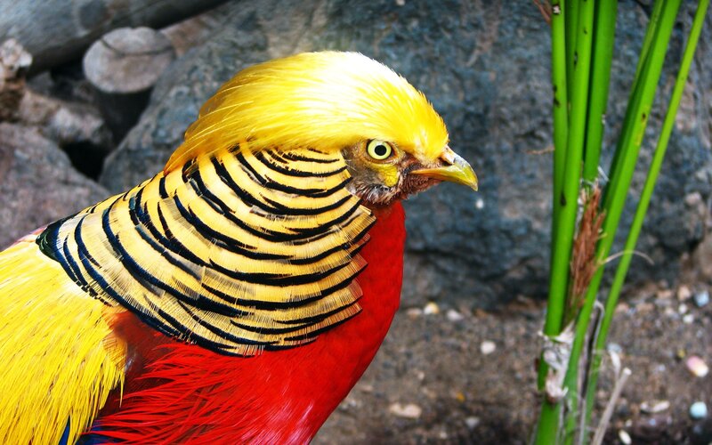Golden Pheasant Bird — Yellow, Natural