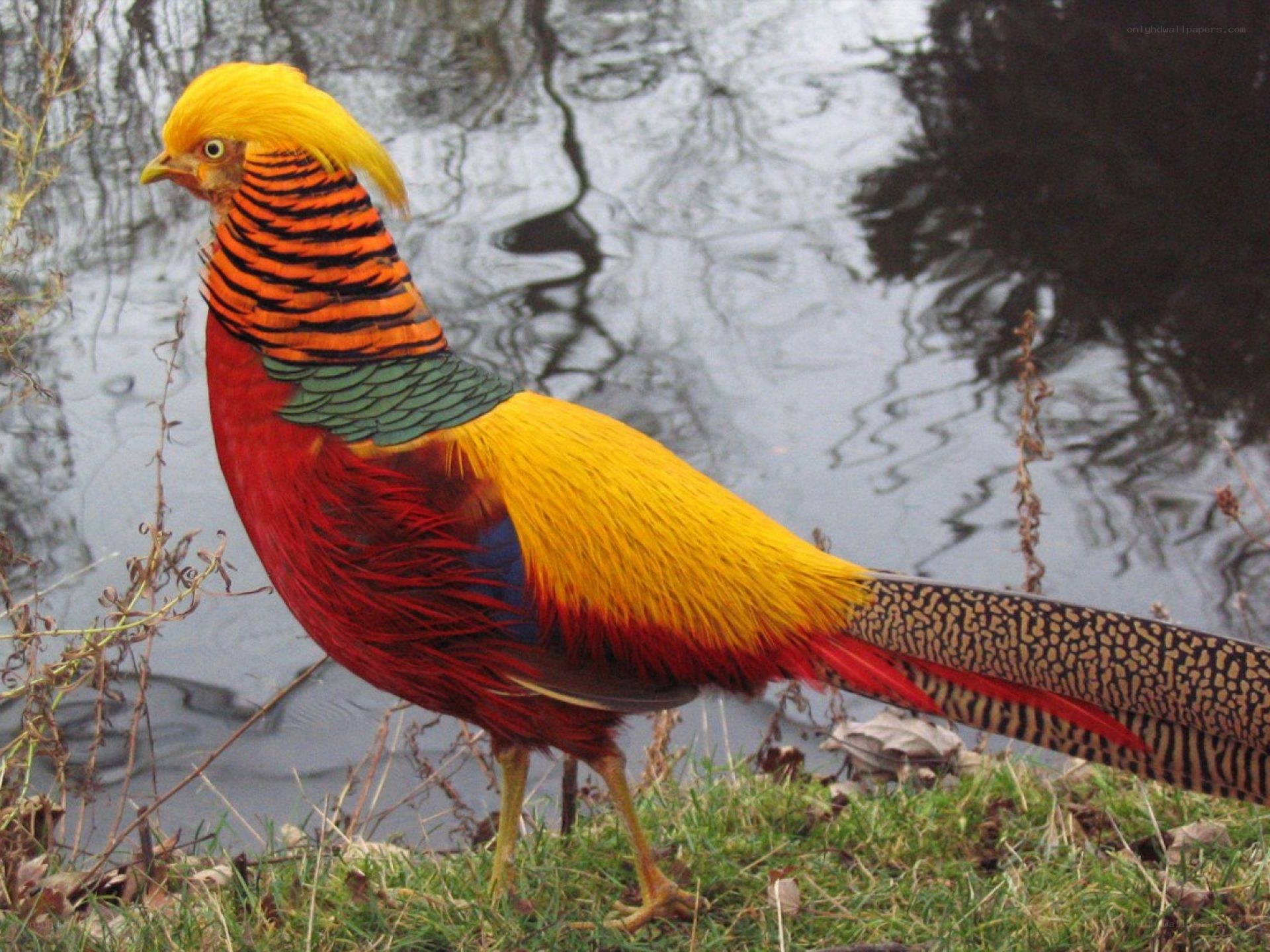 Golden pheasant by the water