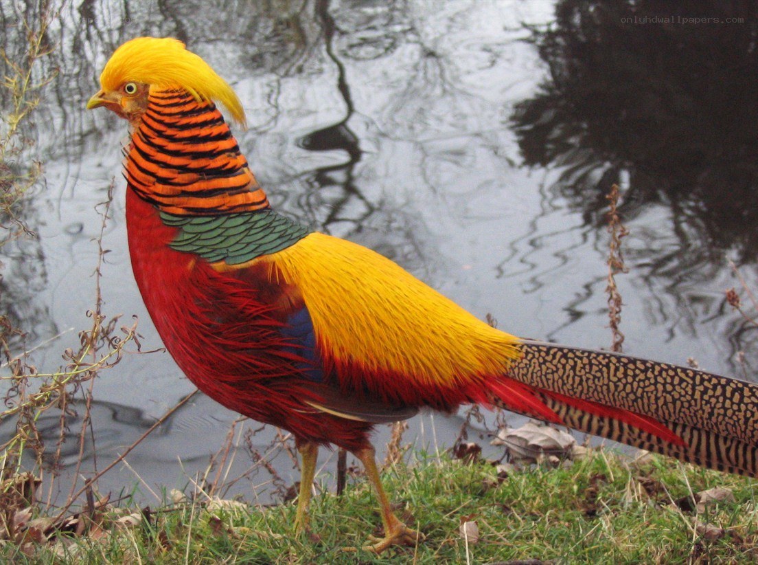 Golden pheasant by water