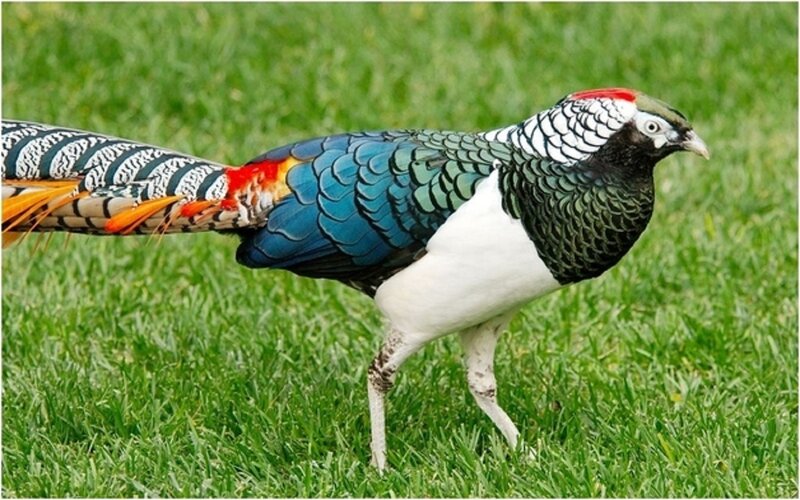 Golden Pheasant — Green