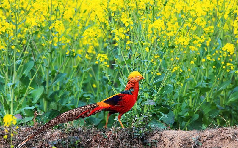 Golden Pheasant in Field