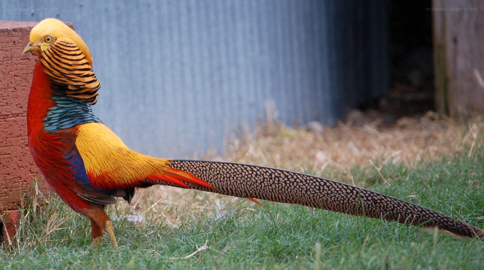 Golden pheasant in grass