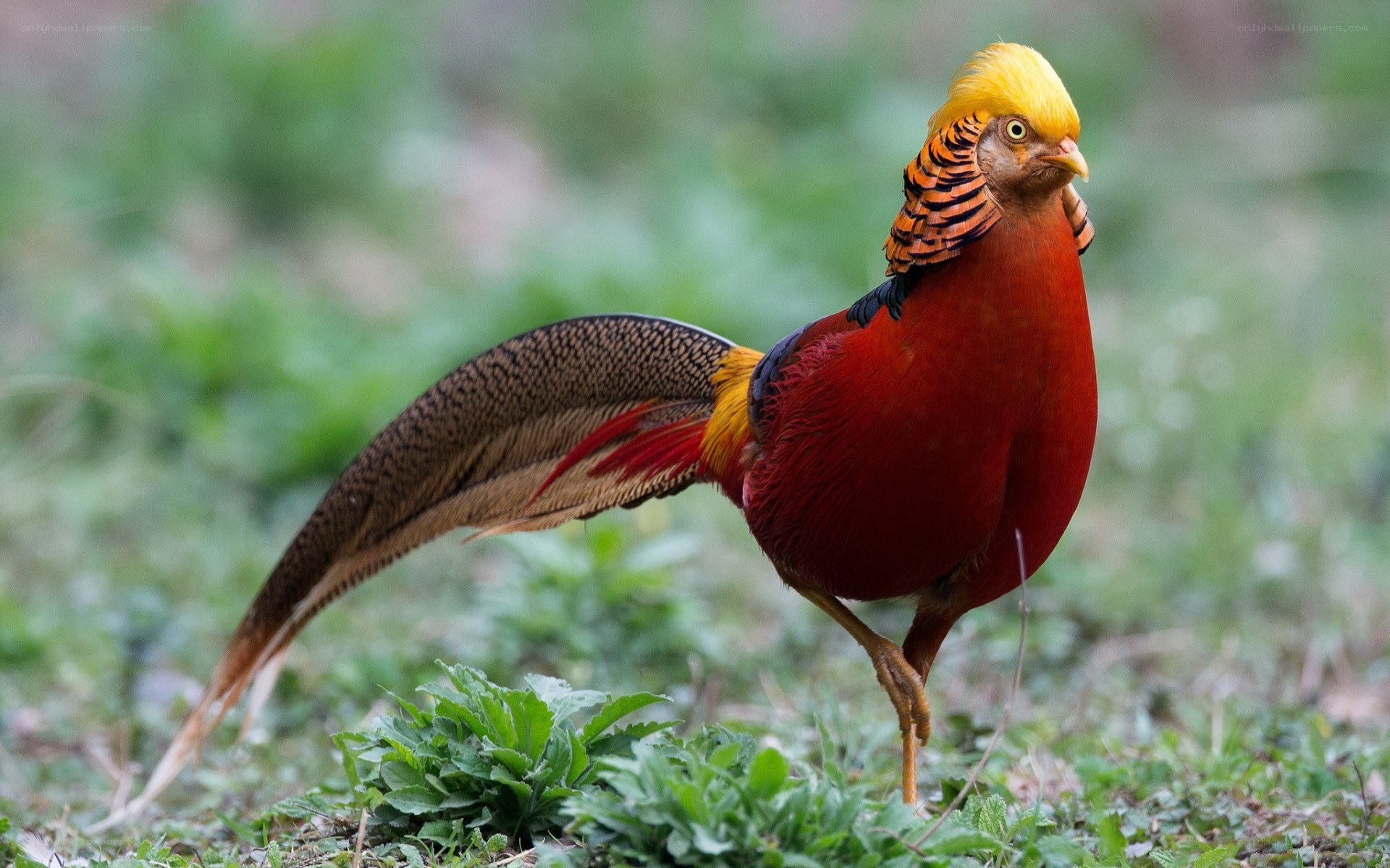 Golden pheasant in grass