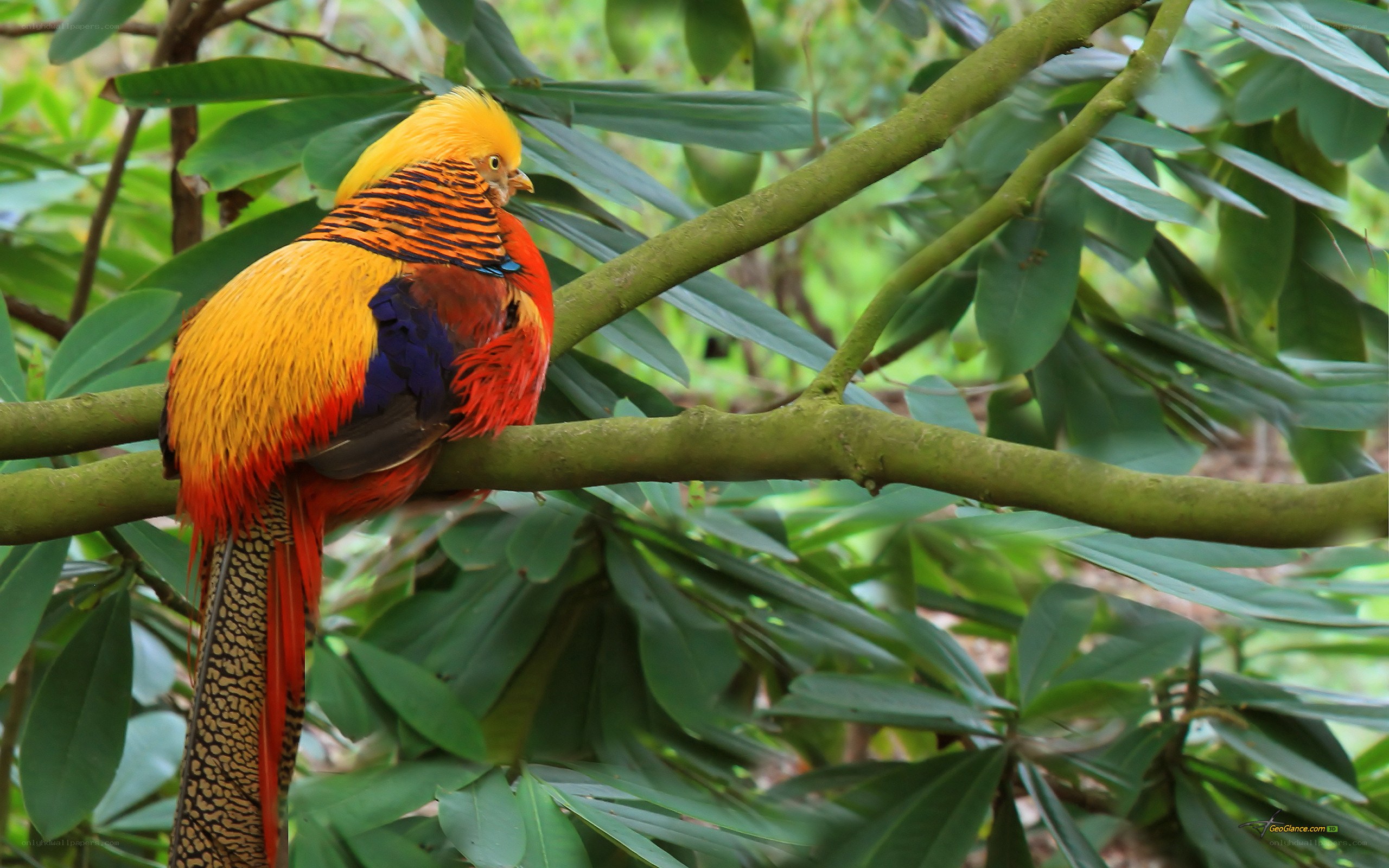 Golden pheasant on a branch