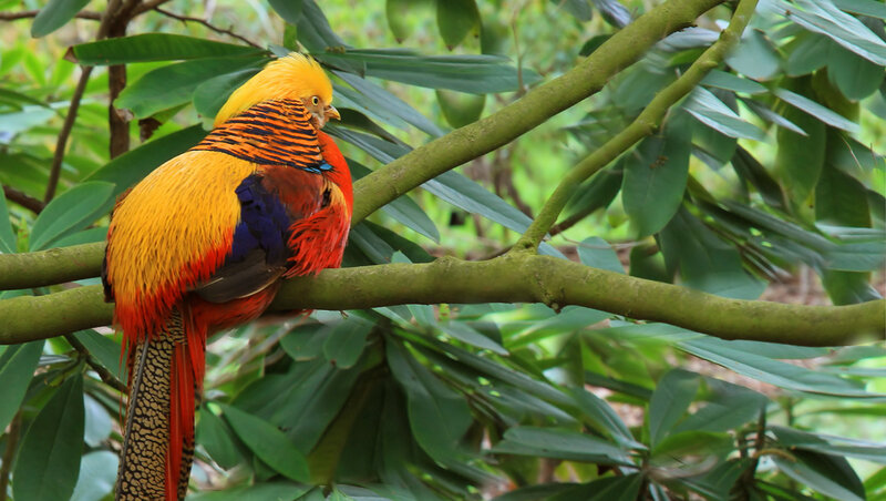 Golden Pheasant on Branch