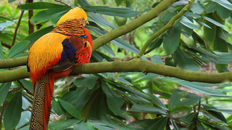 Golden Pheasant on Branch — Yellow