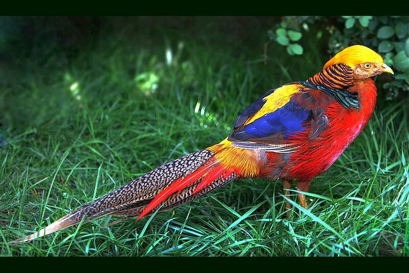 Golden Pheasant on Grass