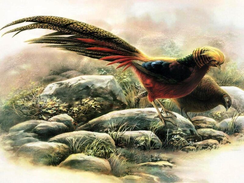 Golden Pheasant on Rocks — Red