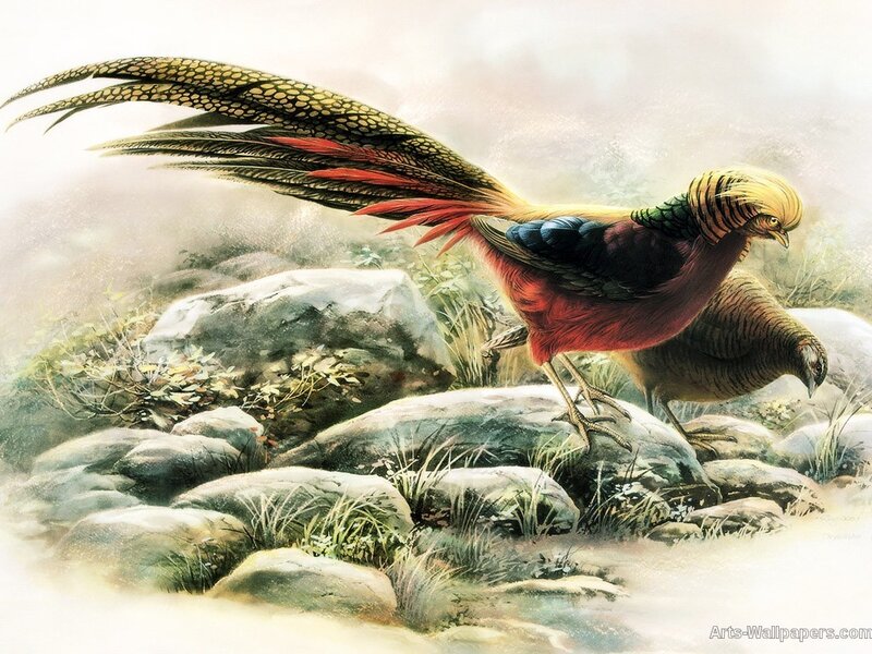 Golden Pheasant on Rocks