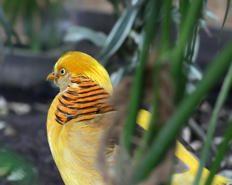 Golden Pheasant