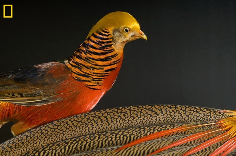 Golden Pheasant — Yellow, Dramatic