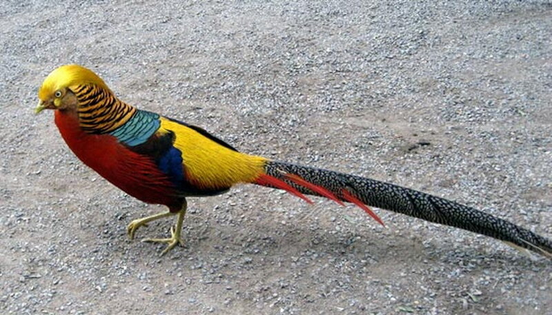 Golden Pheasant — Yellow