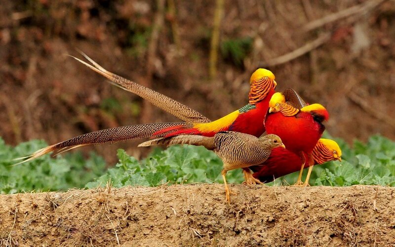 Golden Pheasants on Dirt