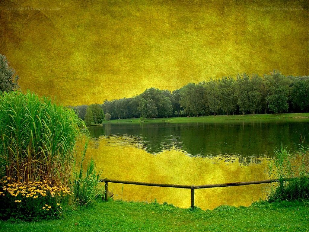 Golden pond with reeds
