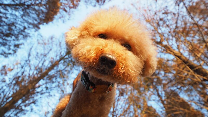 Golden Poodle Dog — Brown, Calm
